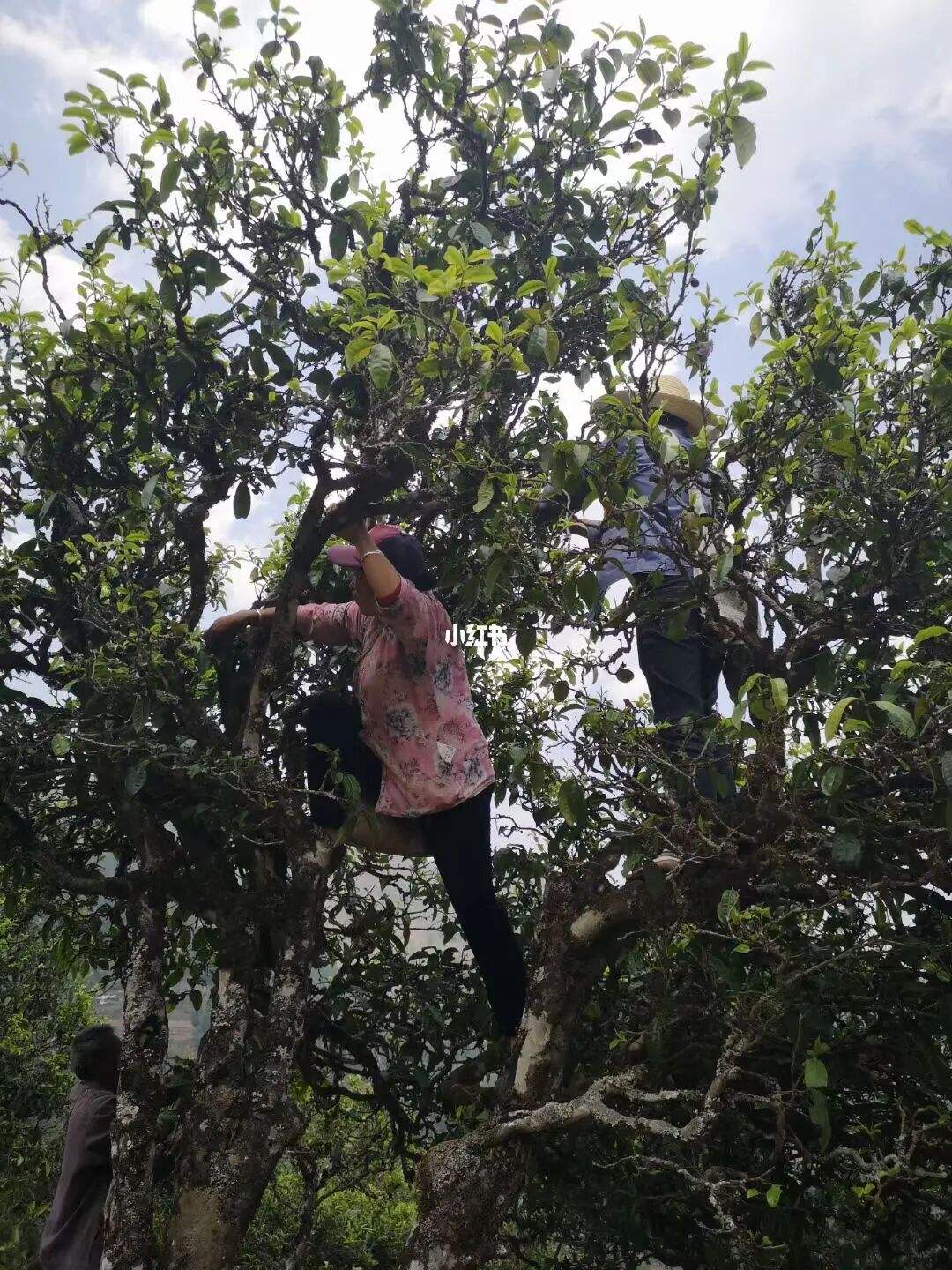 2022年寧洱擺尾箐古樹春茶特點(diǎn)？