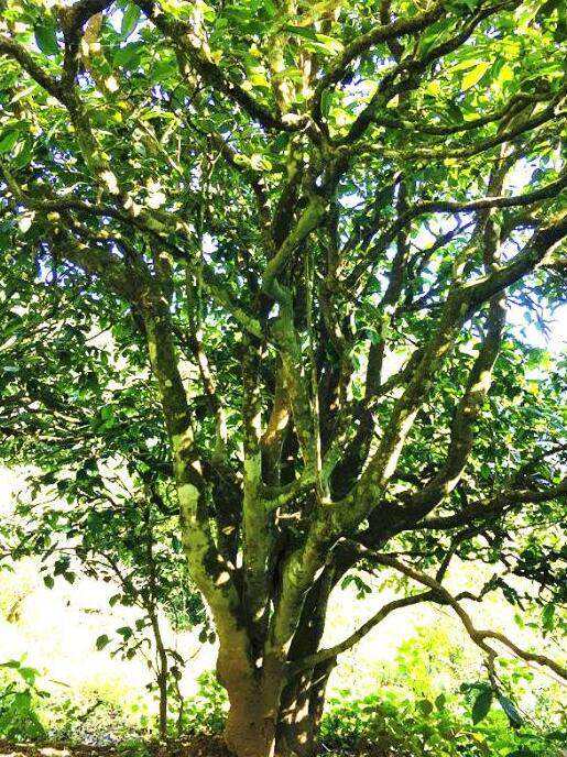 2022年這個春天，回到家鄉擺尾箐，與家人一起用心制茶！