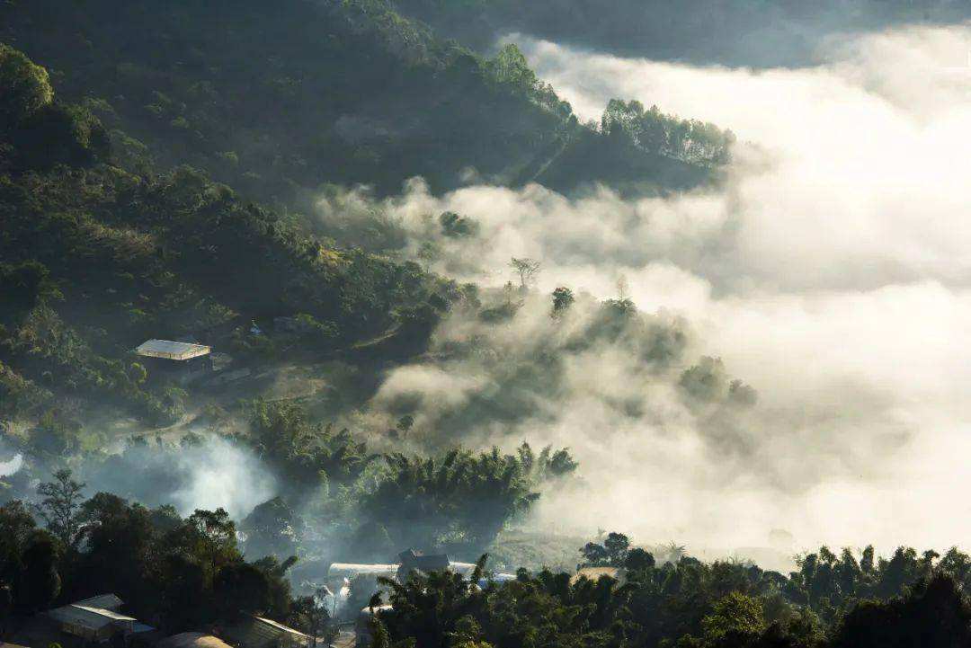 2022景邁山古樹春茶價格？