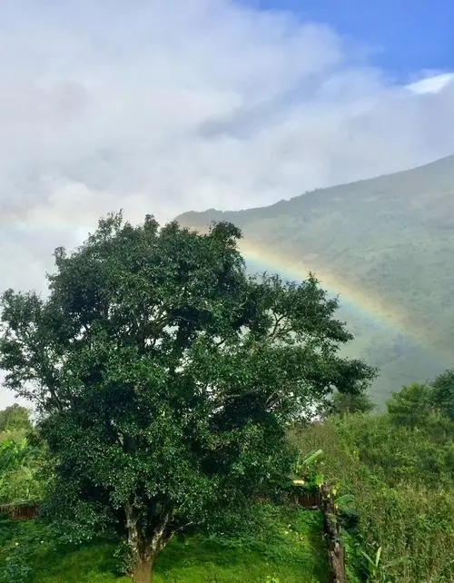 2022 年邦崴古樹春茶價格多少錢一公斤？