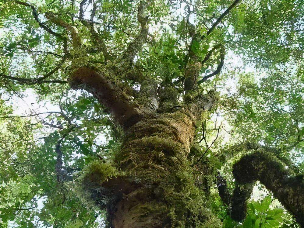 2022年落水洞古樹春茶特點？