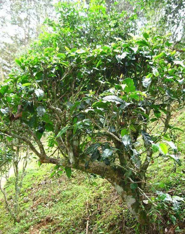 2022年落水洞古樹春茶——盞盛琥珀光，柔甜入人心