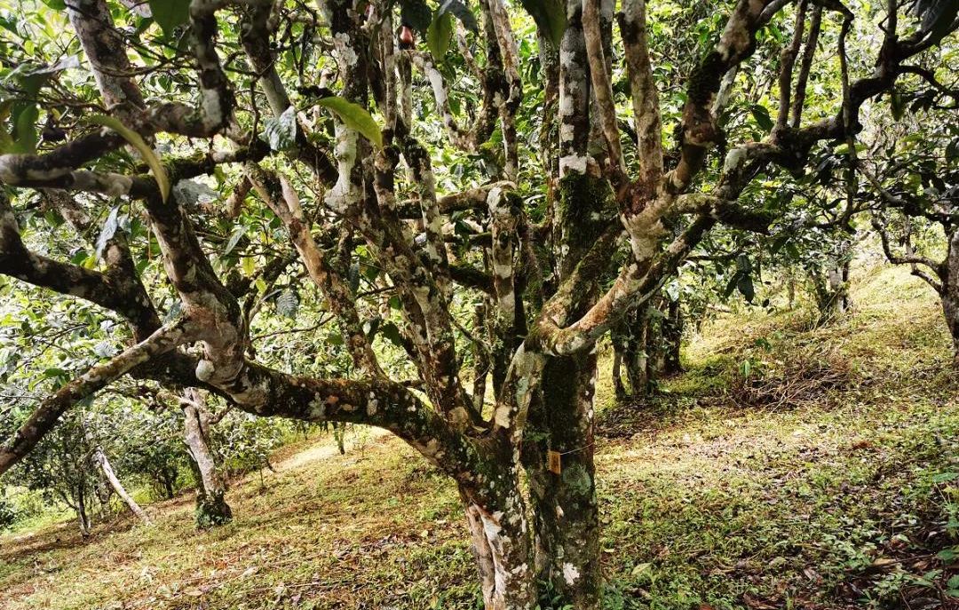 2022年落水洞古樹春茶價格？