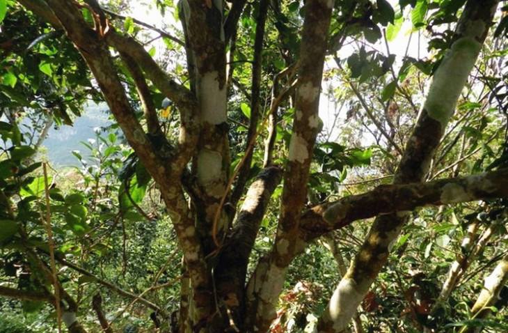 2022年大漆樹古樹春茶特點？