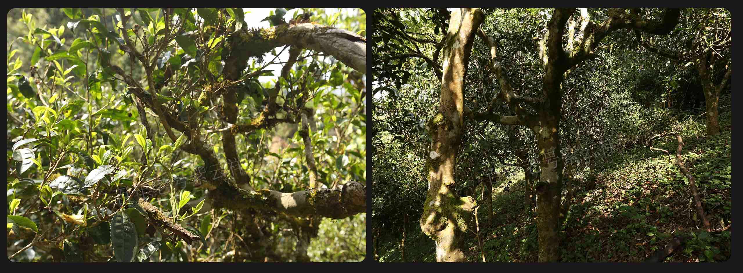 2022年大漆樹古樹春茶價格？