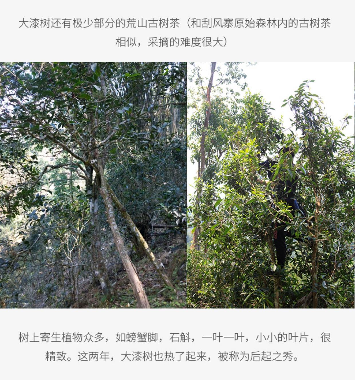 2022年大漆樹古樹春茶多少錢一公斤？