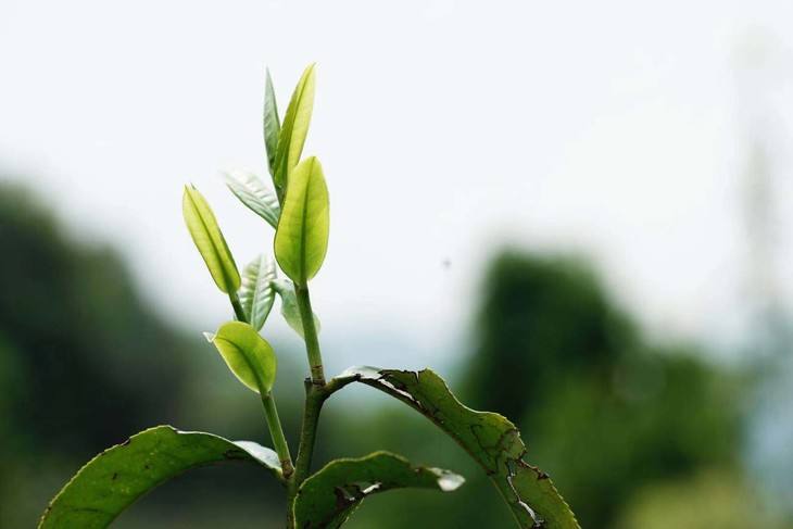 2022年白茶園古樹春茶品鑒！