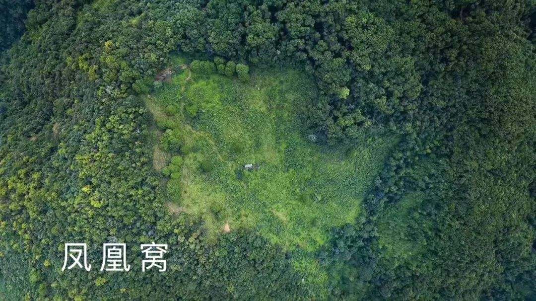 2022年鳳凰窩古樹(shù)春茶特點(diǎn)？