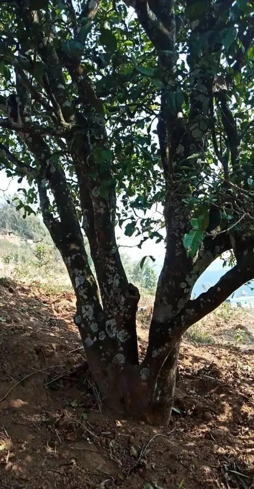 2022年冷水河古樹春茶多少錢一公斤？