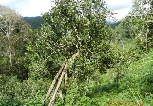 2022白沙河古樹春茶特點(diǎn)？