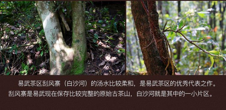 2022年白沙河古樹春茶口感？
