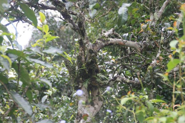 2022年茶氣狂野，香柔蜜韻的刮風(fēng)寨茶坪古樹茶