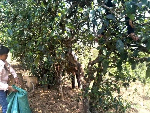 2022年易武張家灣古樹春茶特點(diǎn)？