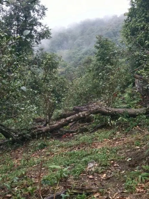 2022年一扇磨古樹春茶價(jià)格？