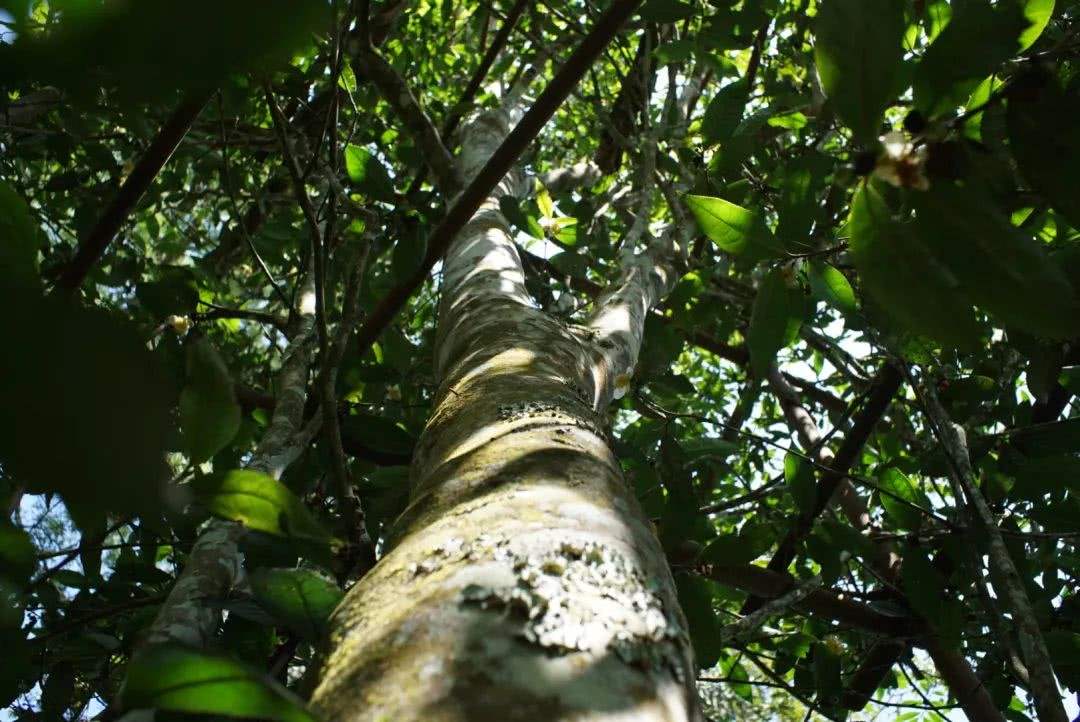 2022年香椿林古樹春茶口感？