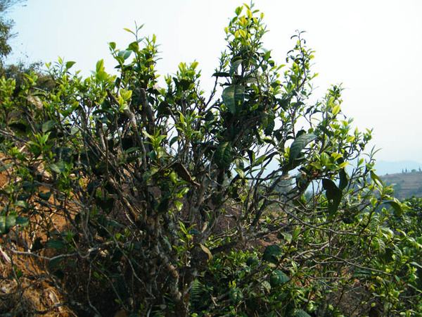 2022年香椿林古樹春茶價(jià)格？