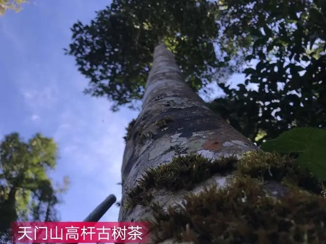 2022年天門山古樹春茶特點(diǎn)？
