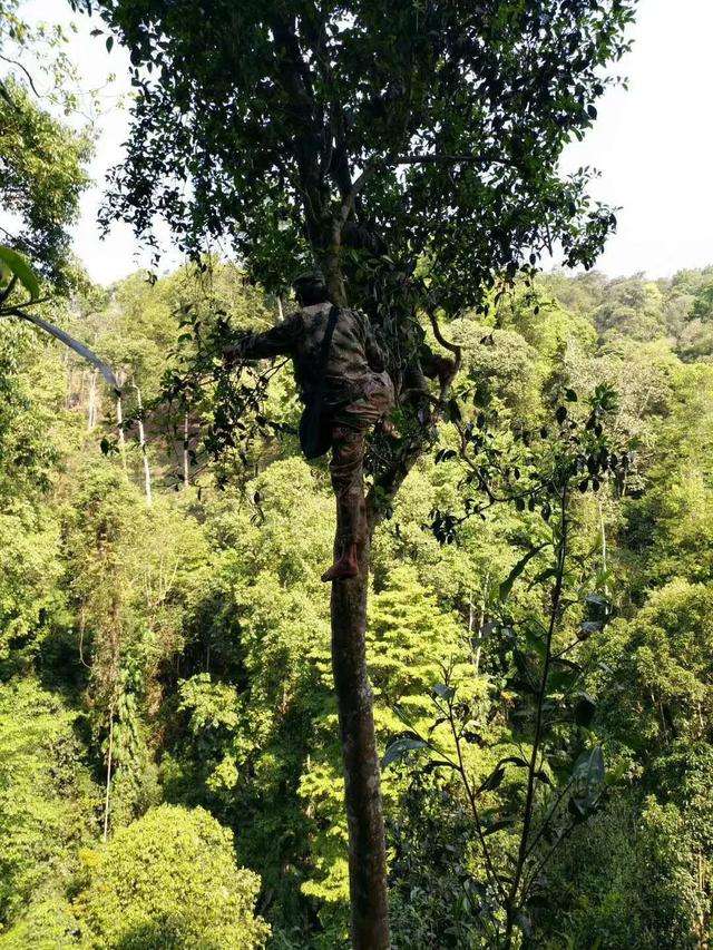 2022年天門山古樹春茶價(jià)格？