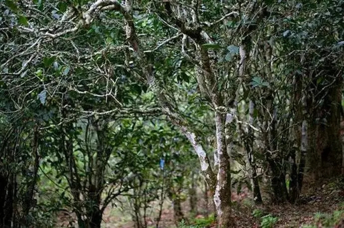 2022年高山寨古樹春茶特點(diǎn)？