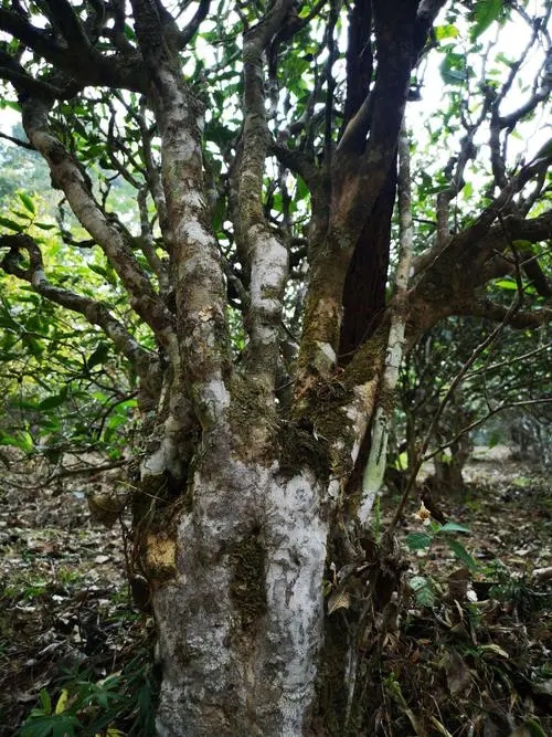 2022年高山寨古樹春茶價(jià)格？