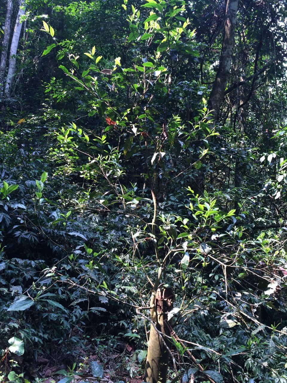 2022年高山寨古樹春茶多少錢一公斤？