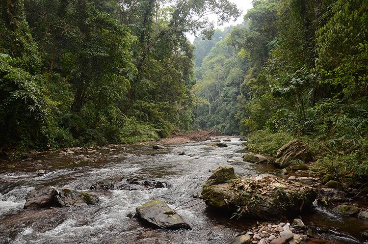 2022年銅箐河古樹春茶特點(diǎn)？