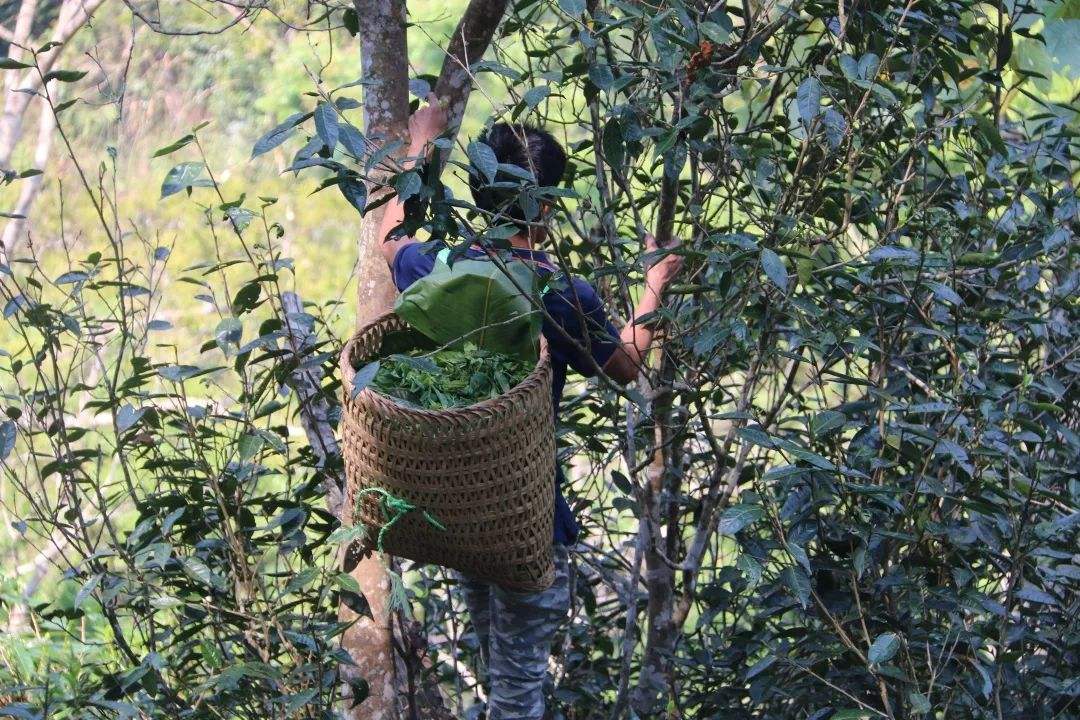 2022年百花潭古樹春茶特點?