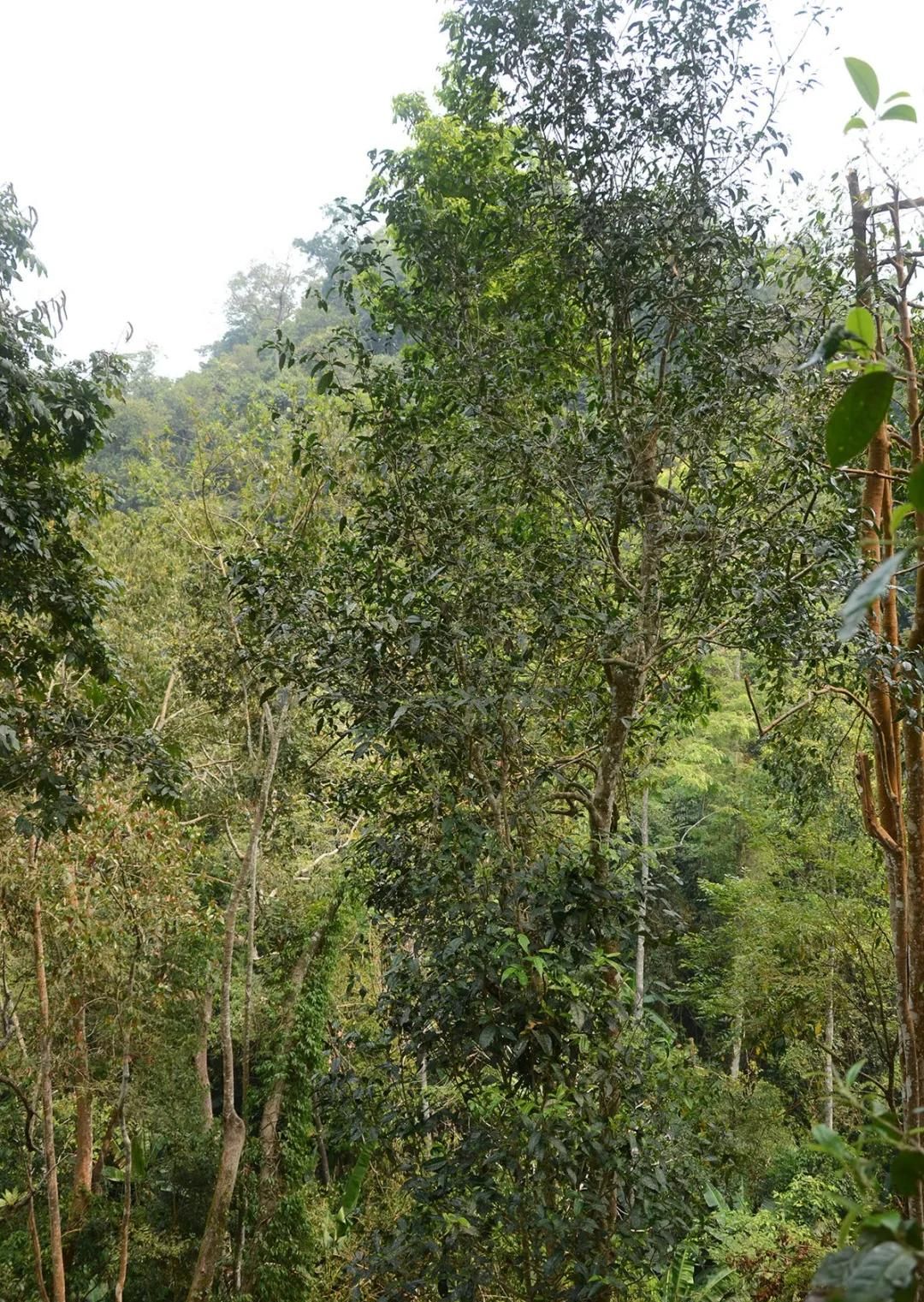 2022年百花潭古樹春茶價(jià)格？