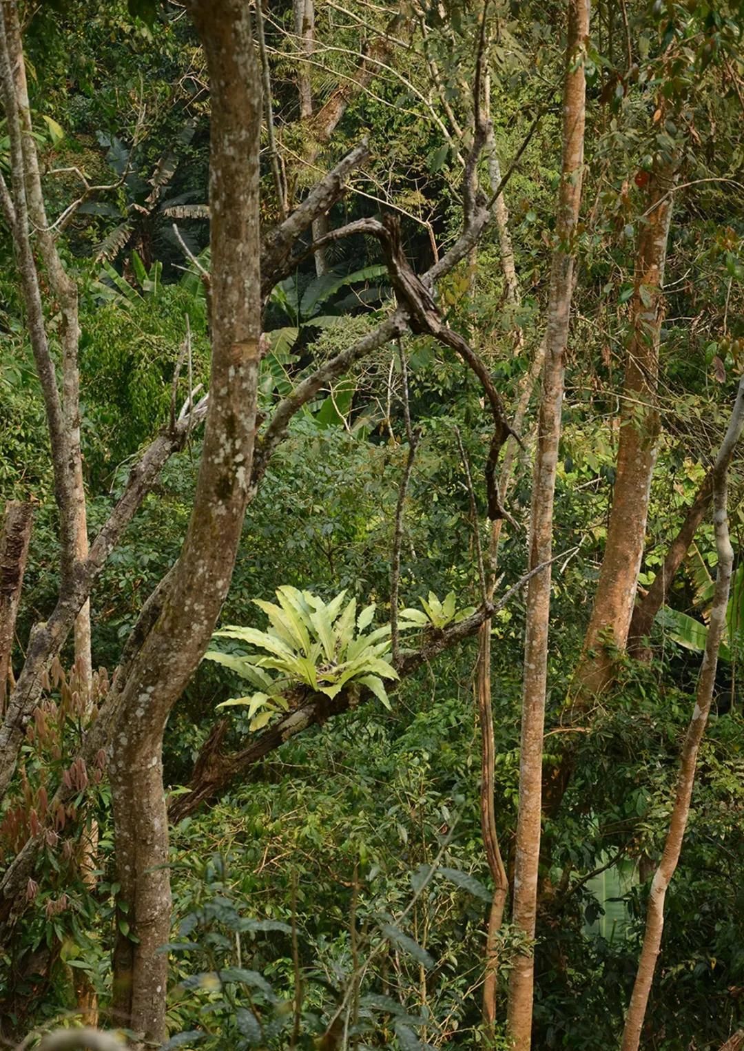 2022年百花潭古樹春茶多少錢一公斤？