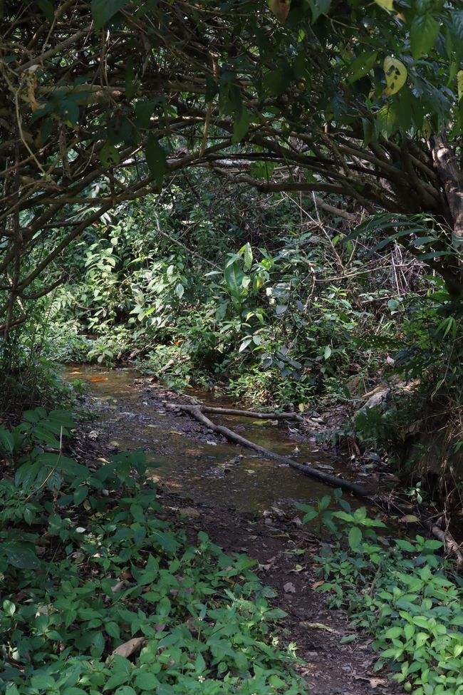 2022年蟒蛇箐古樹春茶特點(diǎn)？