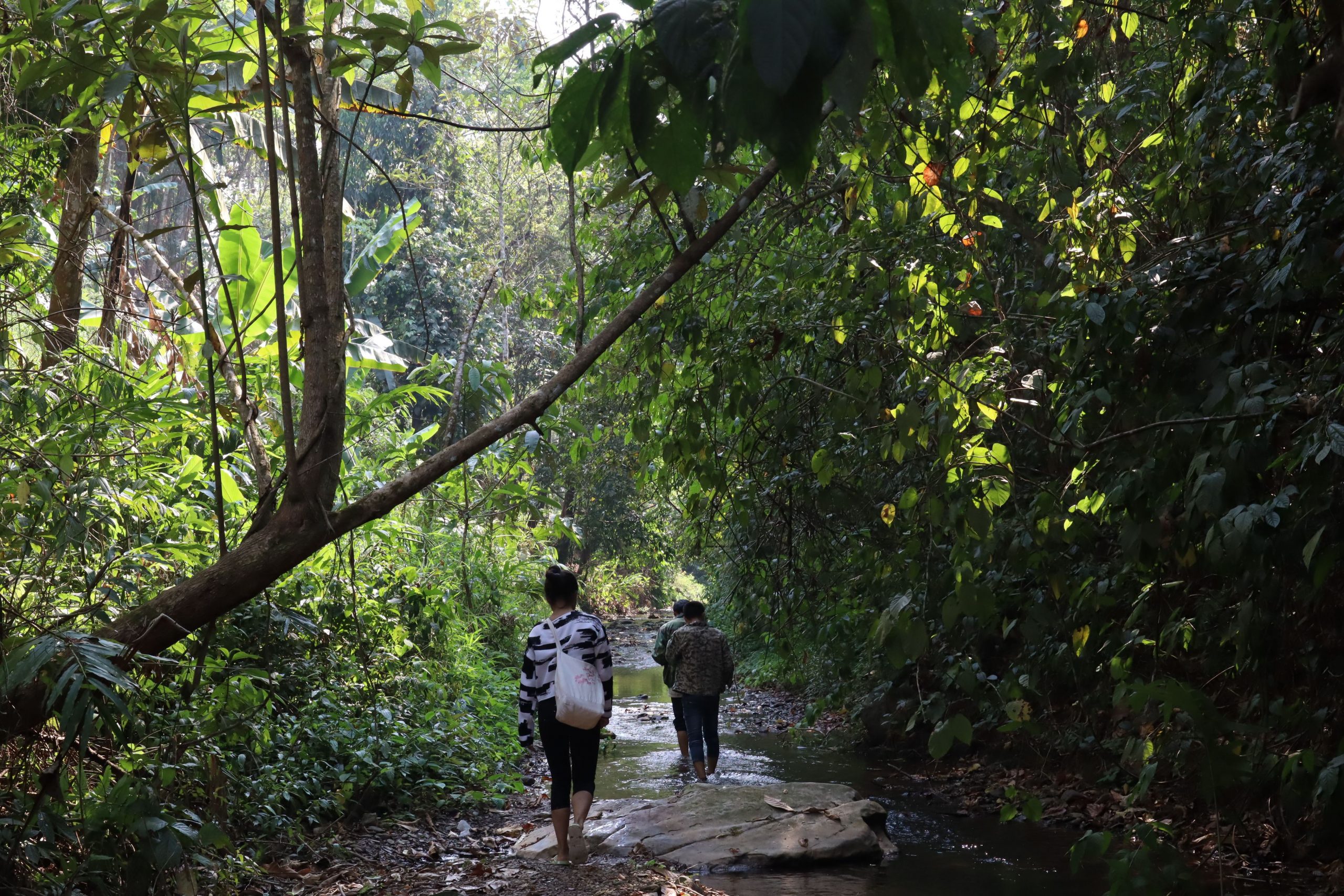 2022年蟒蛇箐古樹春茶口感？