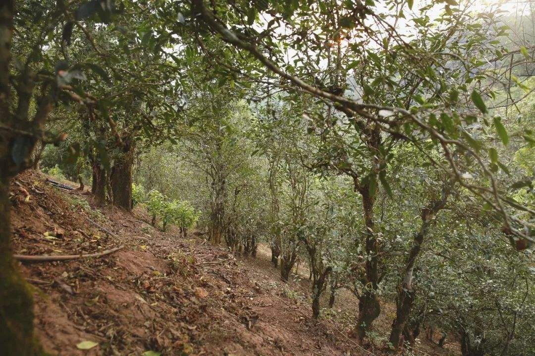 2022年倚邦曼拱古樹春茶口感？