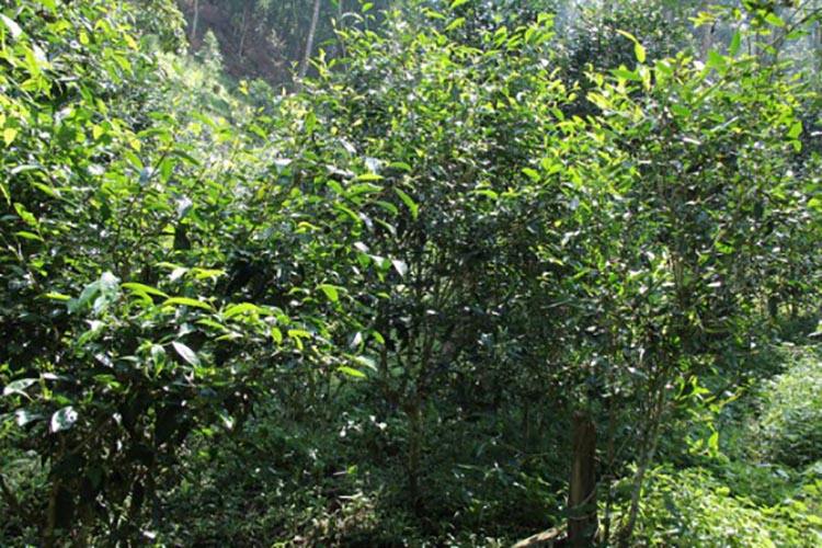 2022年倚邦曼拱古樹春茶價(jià)格？