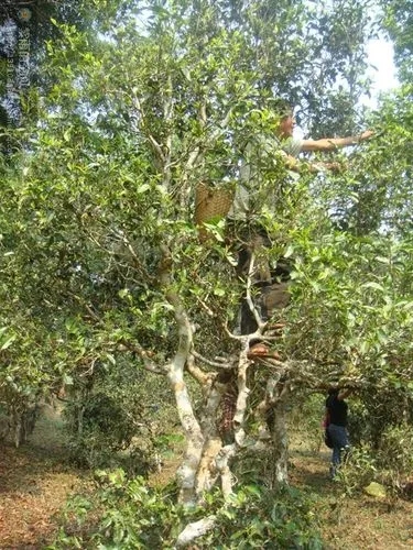 2022年蠻磚古樹春茶價(jià)格？