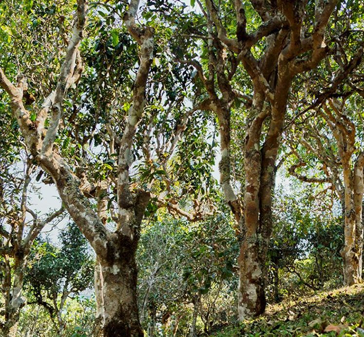 2022年蠻磚瓦龍古樹春茶價格？