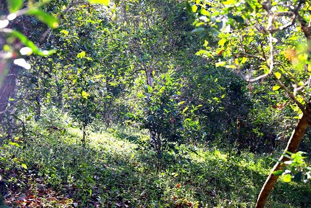 2022年革登古樹春茶價格？