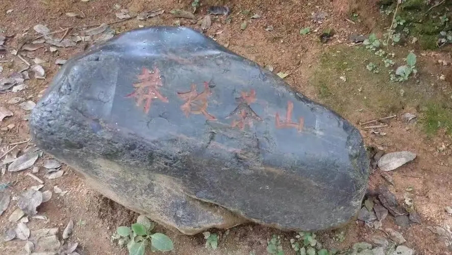 2022年莽枝古樹春茶特點？