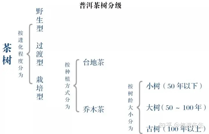 2022年按順序排列普洱茶樹等級 怎么分？