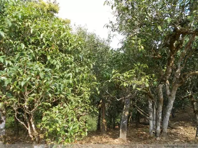 普洱茶山野味怎么解釋？