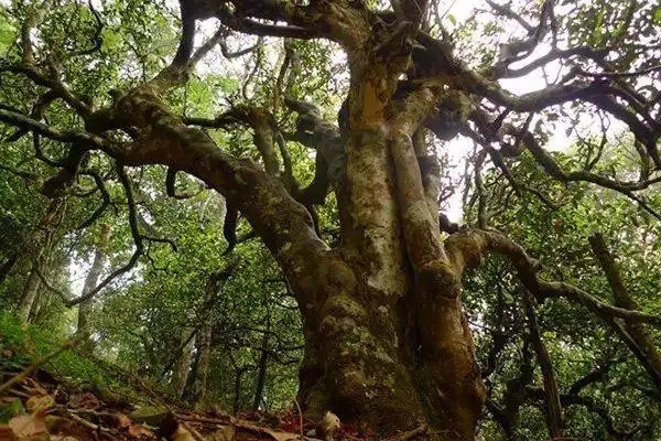 冰島！普洱茶界最有名的山頭，一次性把冰島茶講清楚！