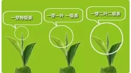 普洱茶如何分級(jí)？