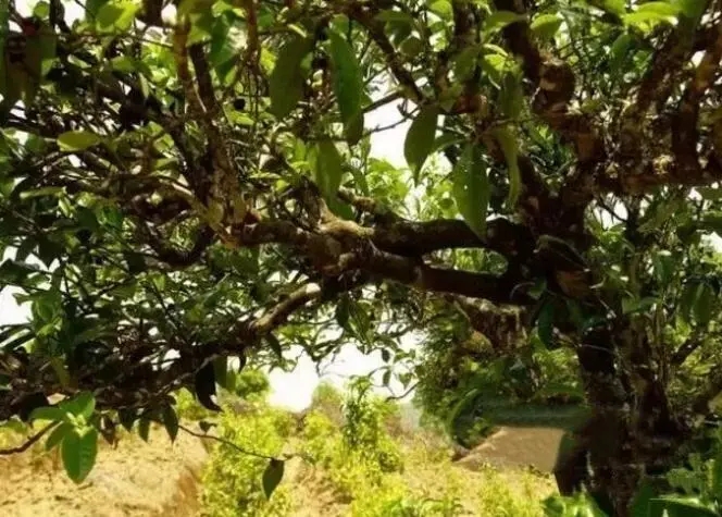 如何鑒別普洱茶樹齡？