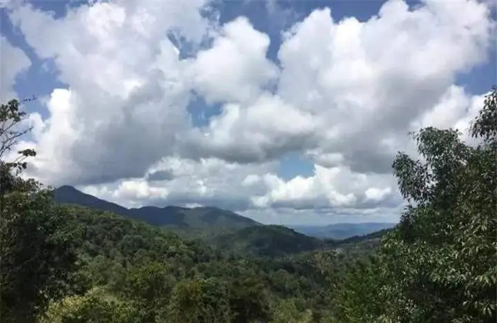 喝普洱茶的人為什么喜歡追山頭?無非就是這幾個原因