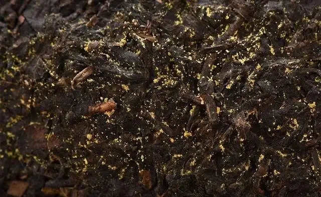 普洱茶的金花怎么鑒別?