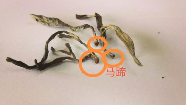 “馬蹄梗”多少跟季節有關系？