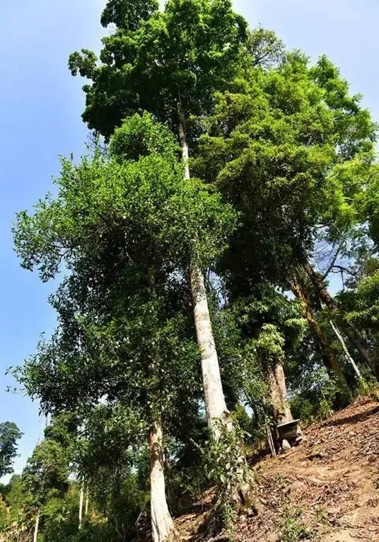 普洱茶概念中的“國有林”、“高桿古樹”是怎么樣的存在？
