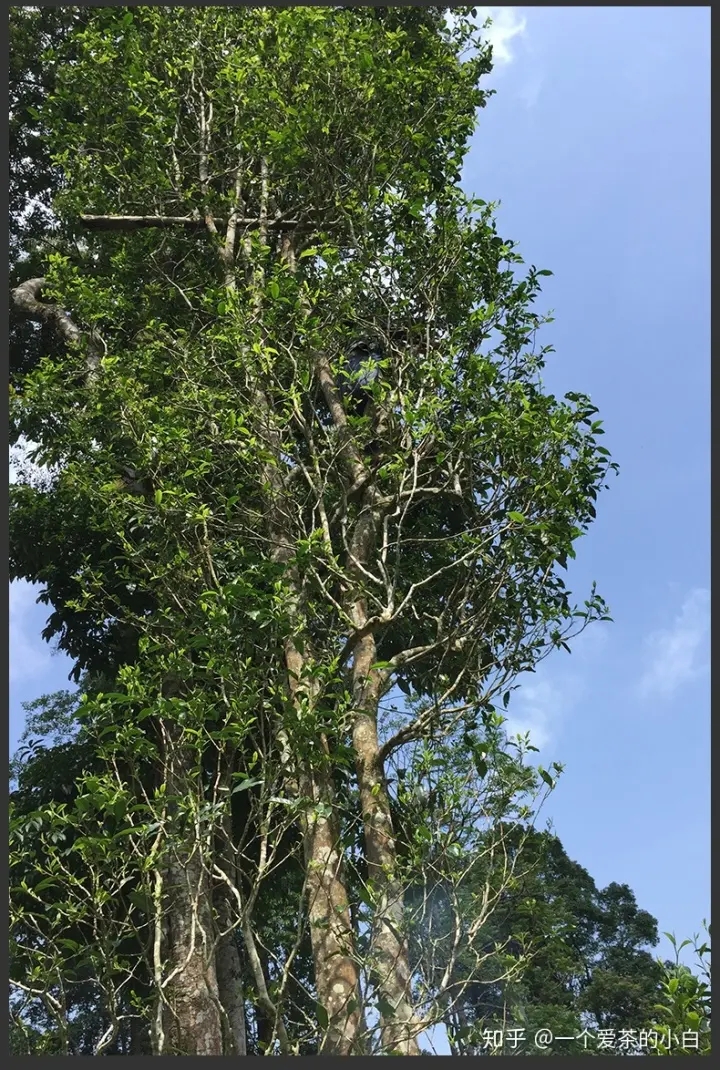 高桿古樹做成的普洱茶，憑什么紅遍大江南北？