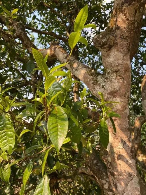 易武高桿 普洱長頸？