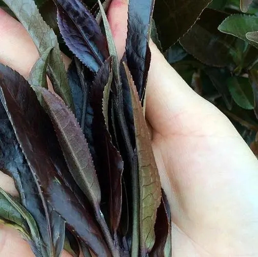 普洱茶中有一種叫“紫芽茶”的是怎么回事？