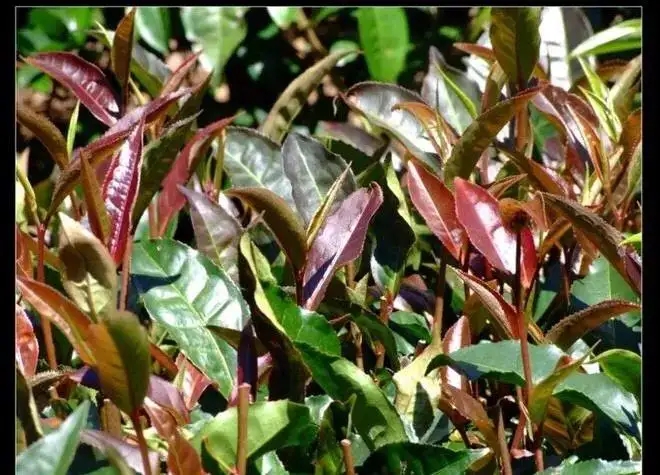 紫芽普洱茶真的都很珍貴嗎？這篇文章說到你心坎上了